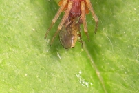 Un jeune mle (Araneae - Dictynidae - Nigma sp)